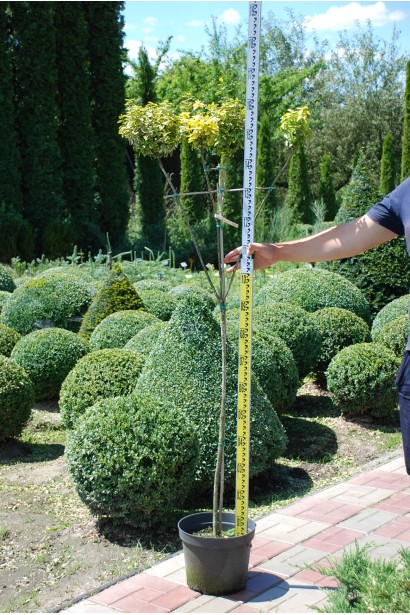 Бруслина Форчуна Емеральд енд Голд на штамбі | Бересклет Форчуна Эмеральд энд Голд на штамбе | Euonymus fortunei Emerald n Gold on stambe